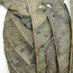 Alseis longifolia