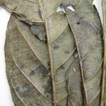 Alseis longifolia Лист