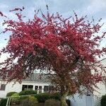 Malus × floribunda Plante entière