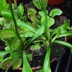 Dionaea muscipula অভ্যাস