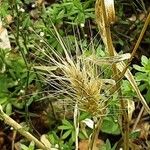 Hordeum marinum 果實