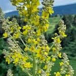 Verbascum lychnitis फूल