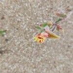 Oenothera laciniata 花