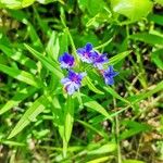 Aegonychon purpurocaeruleum Fleur