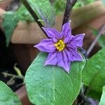 Solanum melongena Кветка
