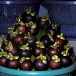 Garcinia mangostana Fruit