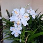 Iris japonica Õis