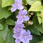 Thunbergia laurifolia Fuelha