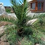 Phoenix canariensis Blatt