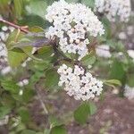 Viburnum rugosumFiore