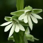 Habenaria galactantha फूल