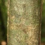 Cheiloclinium cognatum Coajă