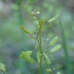 Draba muralis Frukto