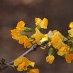 Pterocarpus angolensis Flor