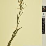 Polygala usafuensis Otro