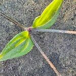 Moehringia trinervia 叶