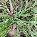 Digitaria sanguinalis Лист