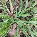 Digitaria sanguinalis Blad