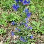 Echium vulgareBlüte