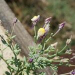 Linaria pedunculata 整株植物