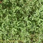 Trifolium diffusum Habit