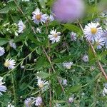 Symphyotrichum novi-belgii叶