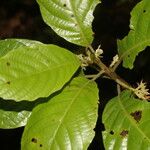 Sloanea faginea Leaf