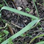Allium massaessylum Likasa