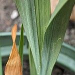 Ixia maculata Leaf