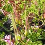 Pelargonium ternatum Fruto