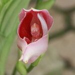 Anguloa × ruckeri 花