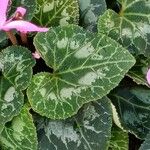 Cyclamen persicum পাতা