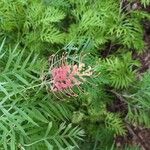 Grevillea banksiiFlower