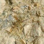 Eleocharis acicularis Frunză