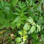 Sisymbrium erysimoides Other