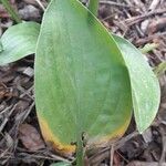 Hosta ventricosa 葉