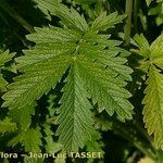 Potentilla pensylvanica Leaf