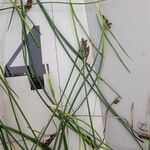Blysmus compressus Fula