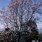 Magnolia campbellii Tervik taim
