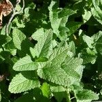 Teucrium hircanicum Leaf