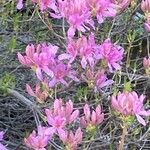 Rhododendron canadense Flor