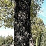 Juglans nigra Ekosanga