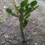 Opuntia ficus-indica Frunză