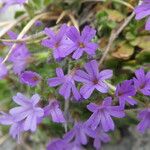 Erinus alpinus Flower