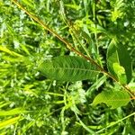 Salix triandra List
