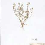Dactyloctenium radulans Hábito