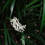 Ophiopogon jaburan Flower