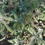 Salvia officinalis पत्ता