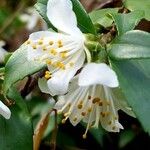 Camellia lutchuensis Flower