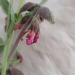 Teucrium divaricatum Fleur